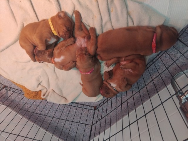 Dogue de bordeaux pups