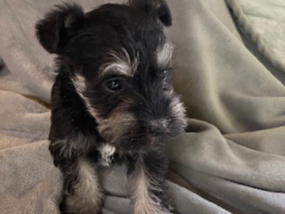 Miniature Schnauzer puppy for sale + 37585