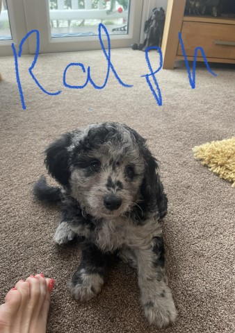 Cavapoo puppies Forsale