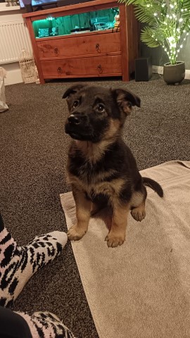 German Shepard puppy