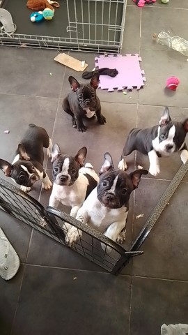 French Bulldog puppy for sale + 37735