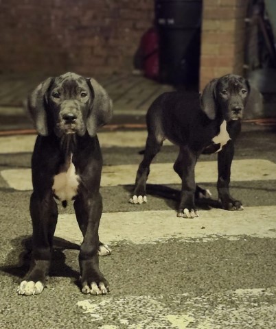 KC reg Great Dane puppies