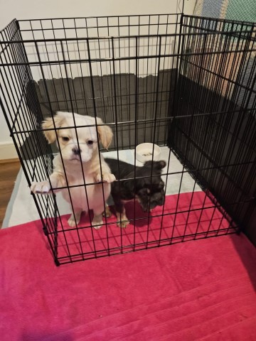 2 Adorable Puppies for Sale