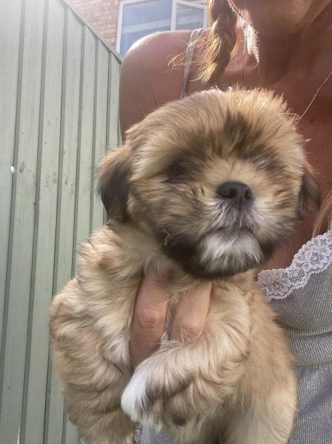 Lhasa Apso puppy for sale + 37584