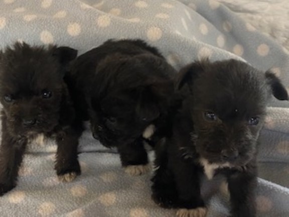 Schnoodle puppy for sale + 37587