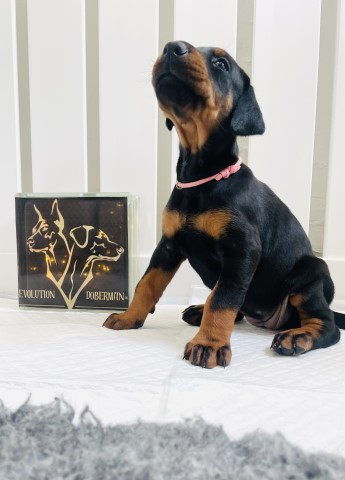 Doberman Pinscher puppy for sale + 37589