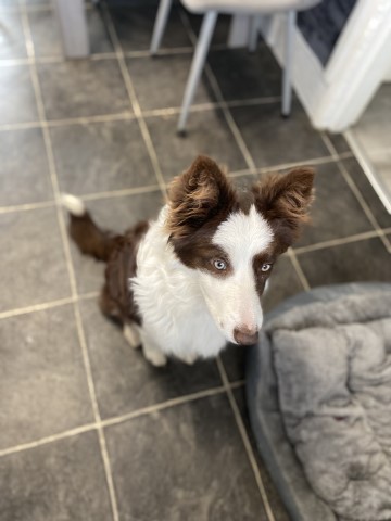 Border Collie puppy for sale + 37676