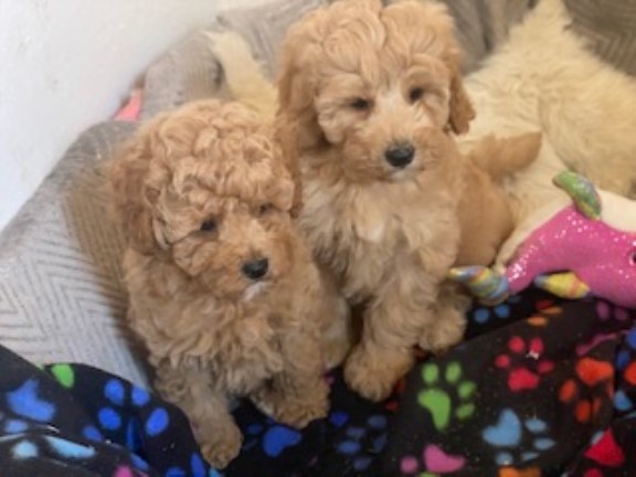 Poodle Toy puppy for sale + 37648