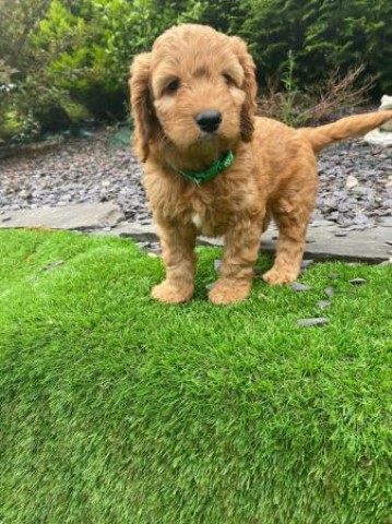 Cockapoo F1 puppies Dna tested parents ready to leave