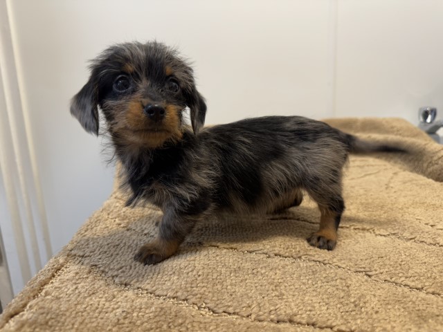 Long hair miniature dachshund