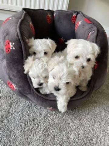 Maltese puppy for sale + 37597