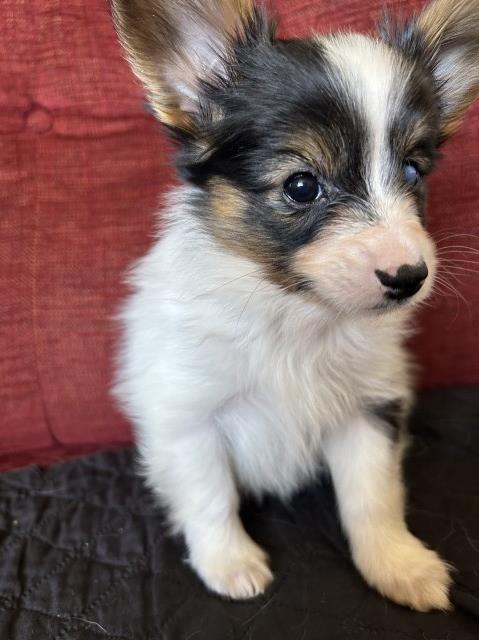 Kc reg papillon puppys