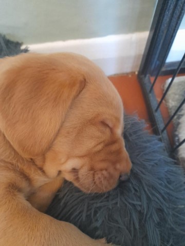 Lovely Yellow Labrador Puppies, Males and Females Available