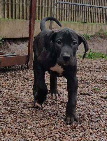 Great Dane puppy for sale + 37683