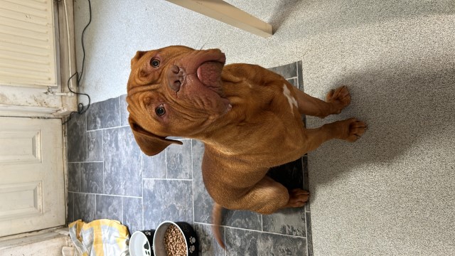 Dogue De Bordeaux puppy for sale + 37731