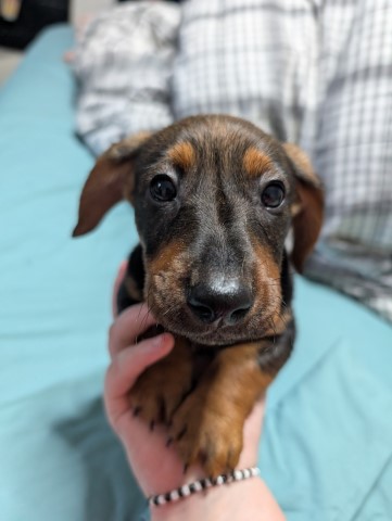 3 daushound/jack Russell puppies