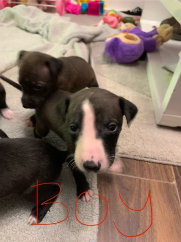 9 bull lurcher puppies