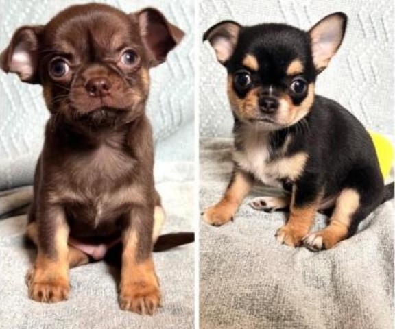 Chihuahua puppy for sale + 37601