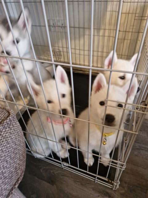 Husky puppies for sale litter of 5 pups