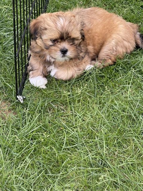 KC REG Champion  Blood Lines Lhasa Apso boy puppy