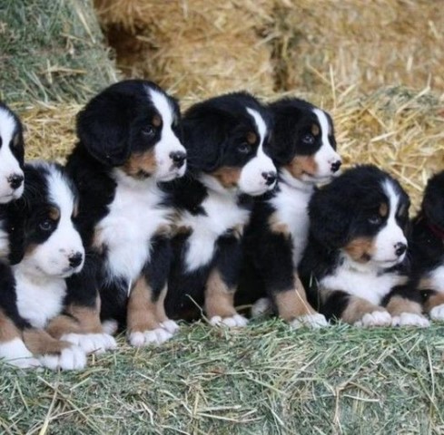 Bernese Mountain Dog puppy for sale + 37613