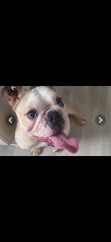 British bulldog for sale 2 years old