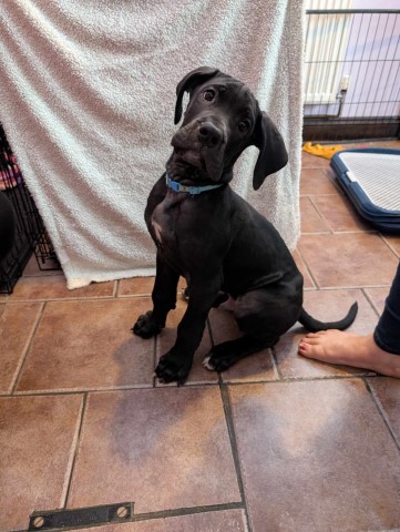 Great Dane puppy for sale + 37702