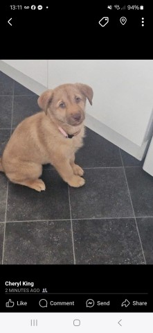 Female labhusky puppy