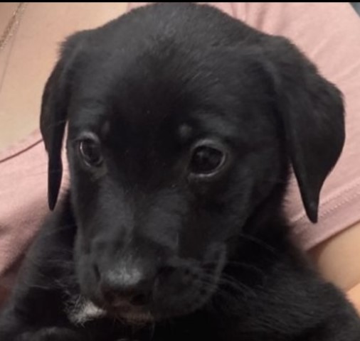 Labrador Retriever puppy for sale + 37651