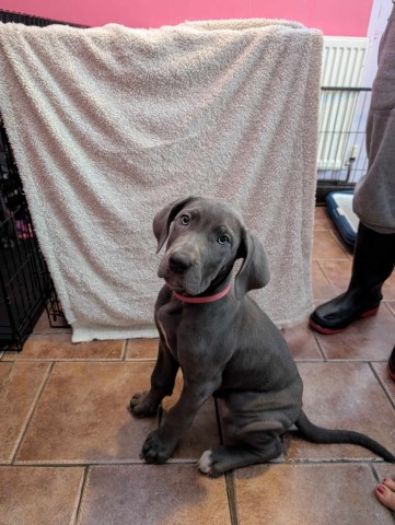 K.C registered great Dane puppies