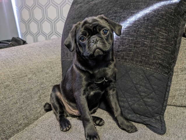 Pug puppy for sale + 37580