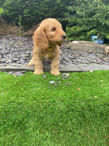 Cockapoo puppy for sale + 37598