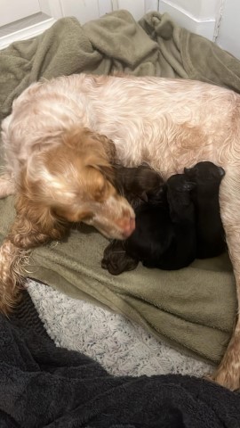 Cockapoo puppy for sale + 37632