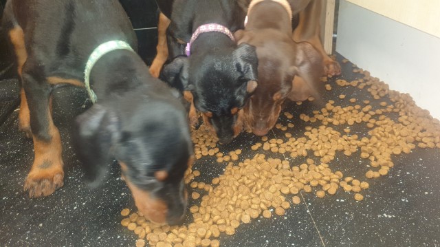 Doberman Pinscher puppy for sale + 37634