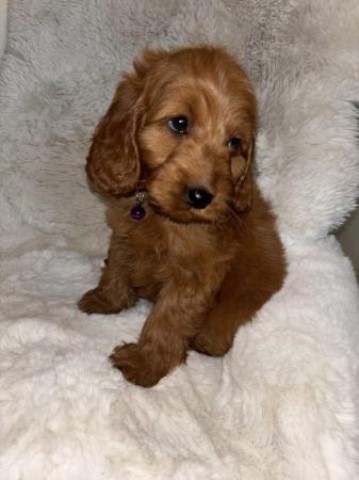 RED COCKAPOO PUPPIES Ready