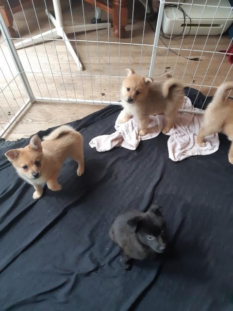 Pomeranian puppy for sale + 37703