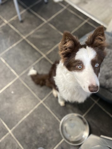 9month old  collie male