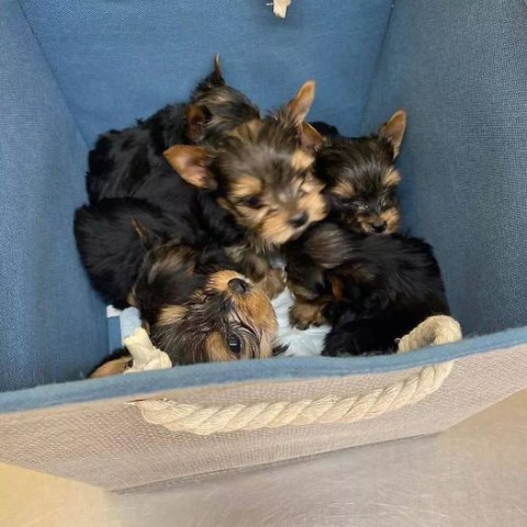 Yorkshire Terrier puppy for sale + 37615