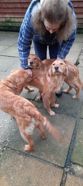 Golden Retriever youngsters for sale