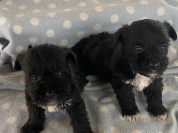 ADORABLE CH0NZER PUPPIES - MINIATURE SCHNAUZER X BICHON FRISE