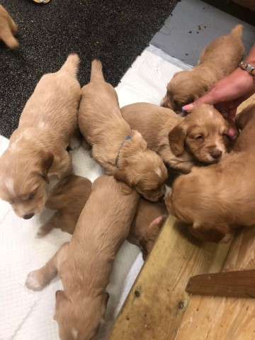 Puppies for sale