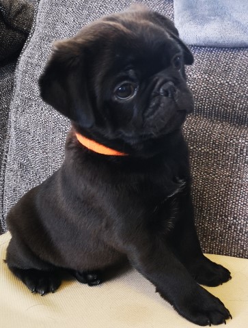 Stunning chunky black boy pug **READY NOW**