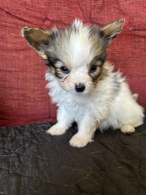 Papillon puppy for sale + 37593