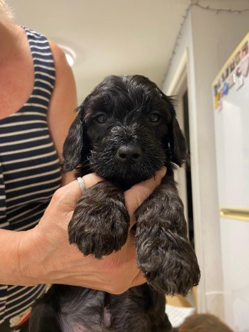 Cockapoo puppy for sale + 37684