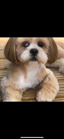 Lhasa Apso K C Reg for only STUD AI