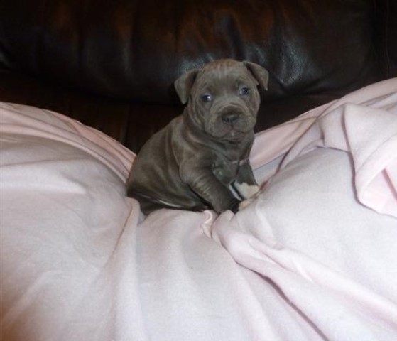 Stunning Solid Blue Staffy Puppies For Sale