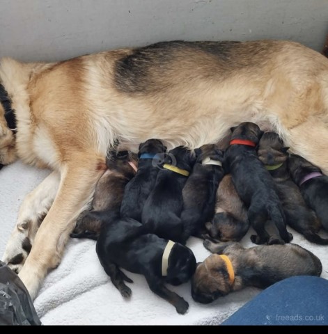 German shepherd puppies