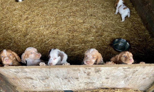 English Cocker Spaniel puppy for sale + 37718