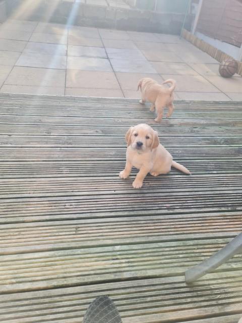 Golden retriever puppies ready to go