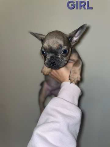 French Bulldog puppy for sale + 37673